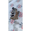 Клапан EGR Mitsubishi Mirage Dingo 4G15 GDI MD360622 в Омске